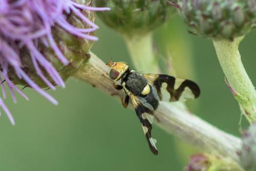 Réf. 200 661 : Urophora cardui